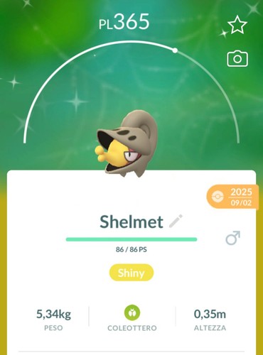 Shiny shelmet lucido - shiny,